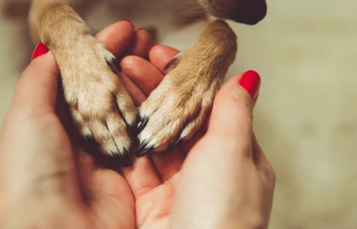 Love your Pet Day: Pet Safety Tips for Celebrations and Everyday Life - Brown Living™