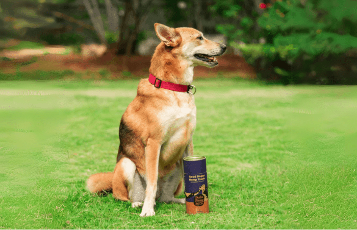 Unique Gift Ideas for Your Pet on National Love Your Pet Day - Brown Living™