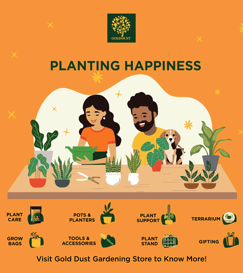 Terrarium Glass Containers(Golden Square) - with Terrarium Grow Kit