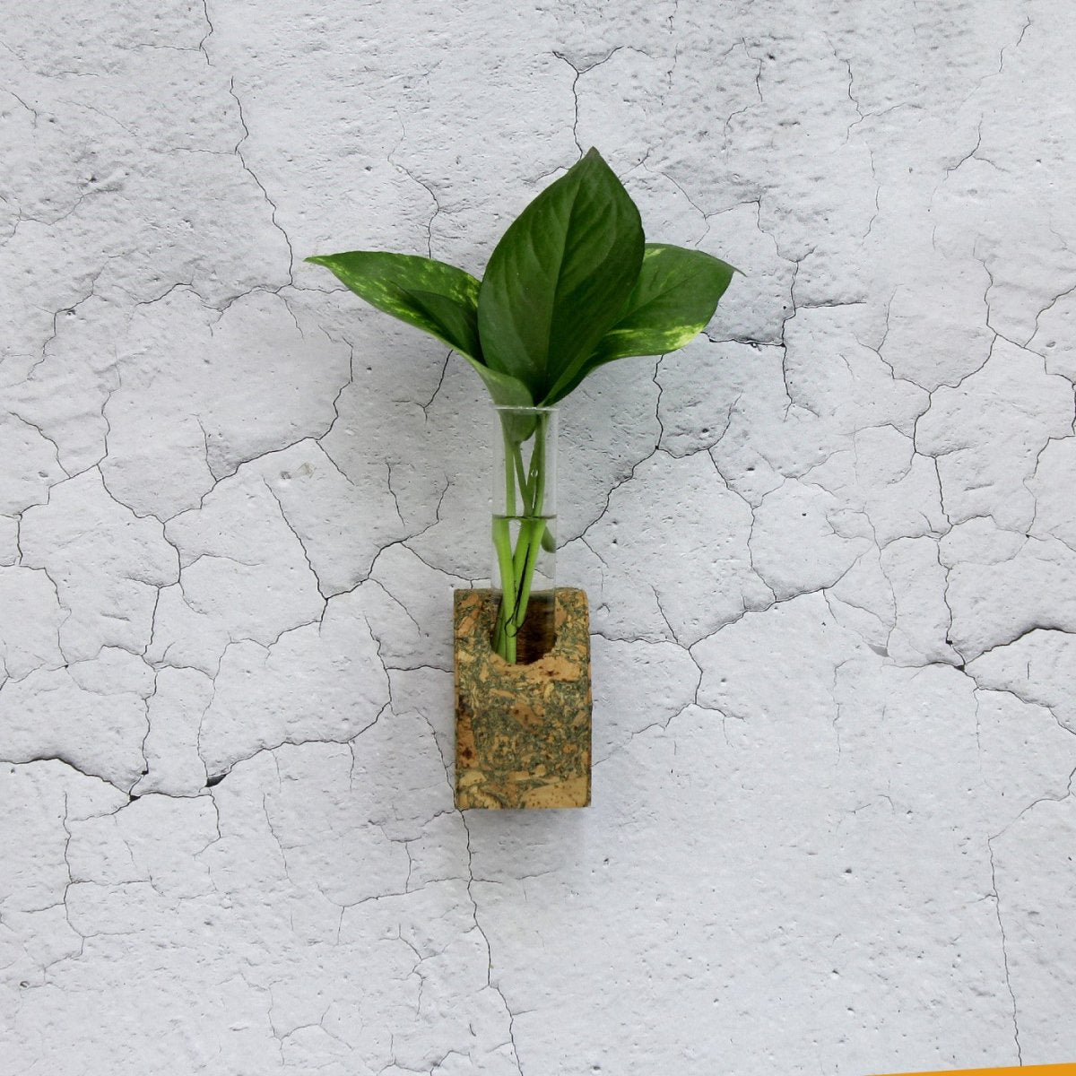 Cork Fridge Planter – Pots & Planters by The Mohraj available on Brown Living™. Cork Tapered Fridge Planter . SKU: cork. Img 6.