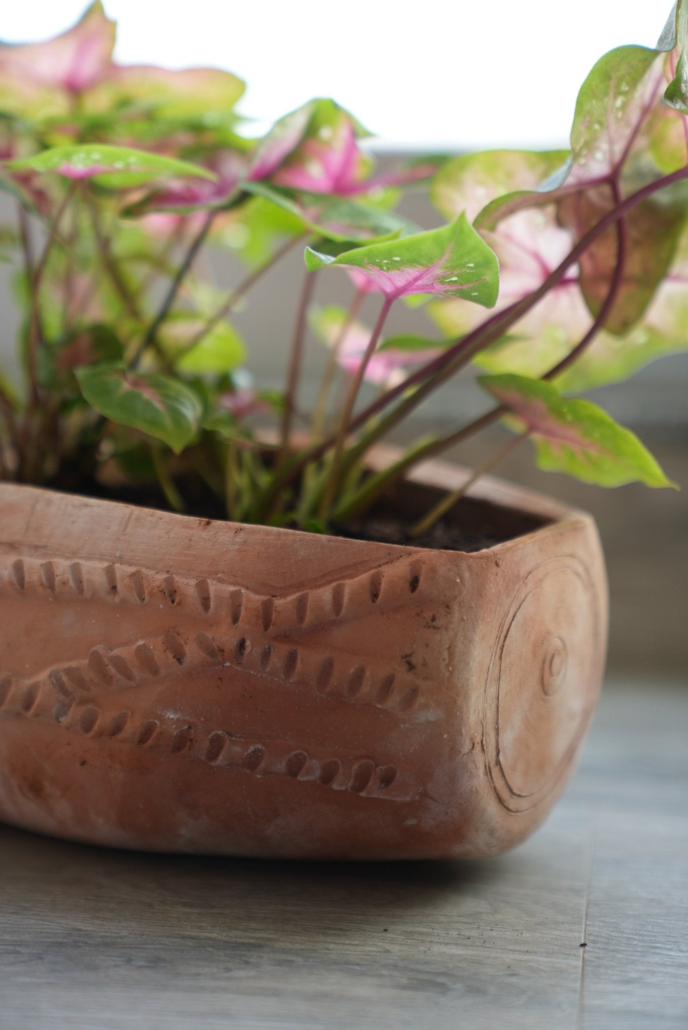 Dholak Beat Earthen Planter – Pots & Planters on Brown Living™. SKU: A0_plt_0047. Img 3.