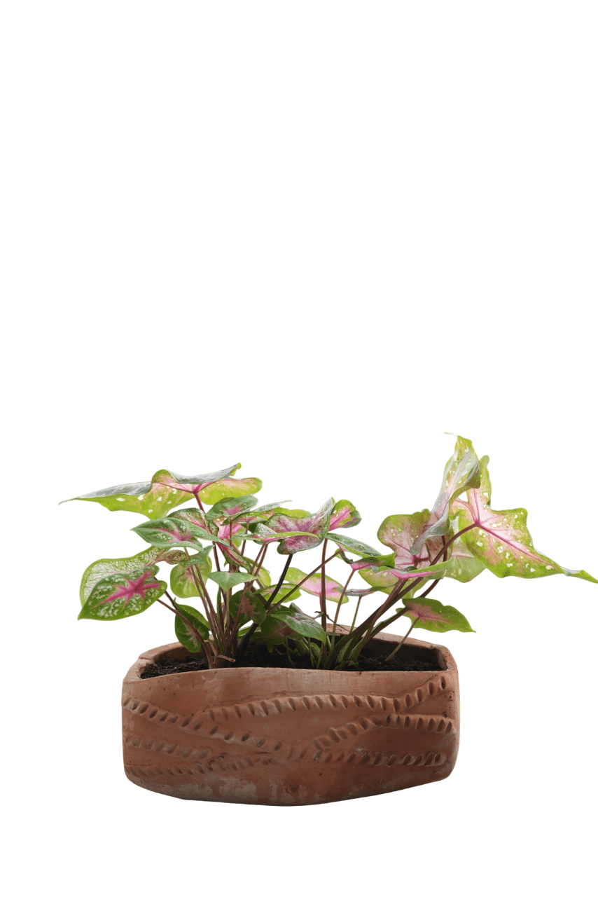 Dholak Beat Earthen Planter – Pots & Planters on Brown Living™. SKU: A0_plt_0047. Img 6.