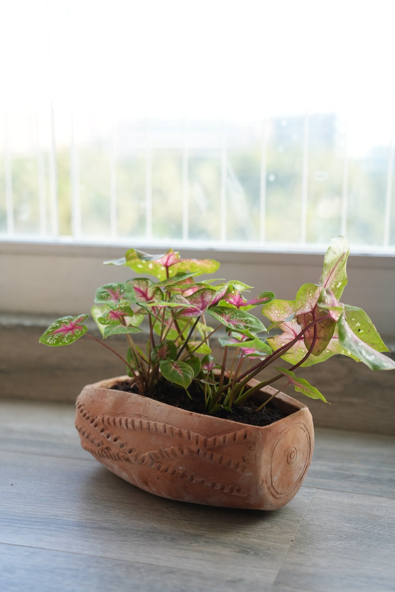 Dholak Beat Earthen Planter ā Pots & Planters on Brown Livingā¢. SKU: A0_plt_0047. Img 2.