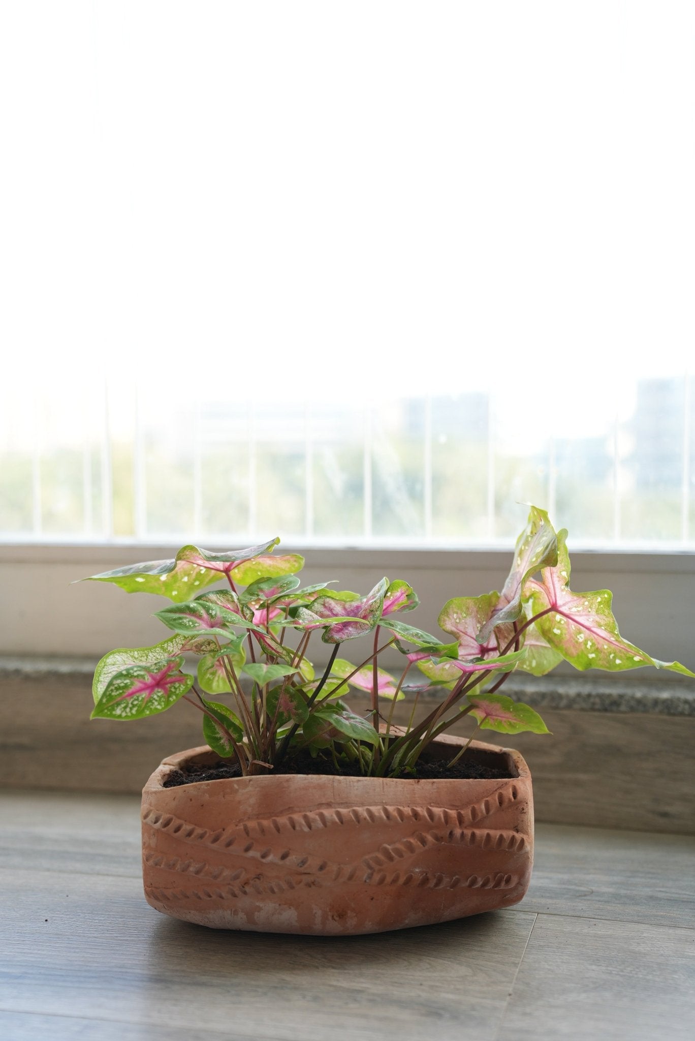 Dholak Beat Earthen Planter – Pots & Planters on Brown Living™. SKU: A0_plt_0047. Img 5.