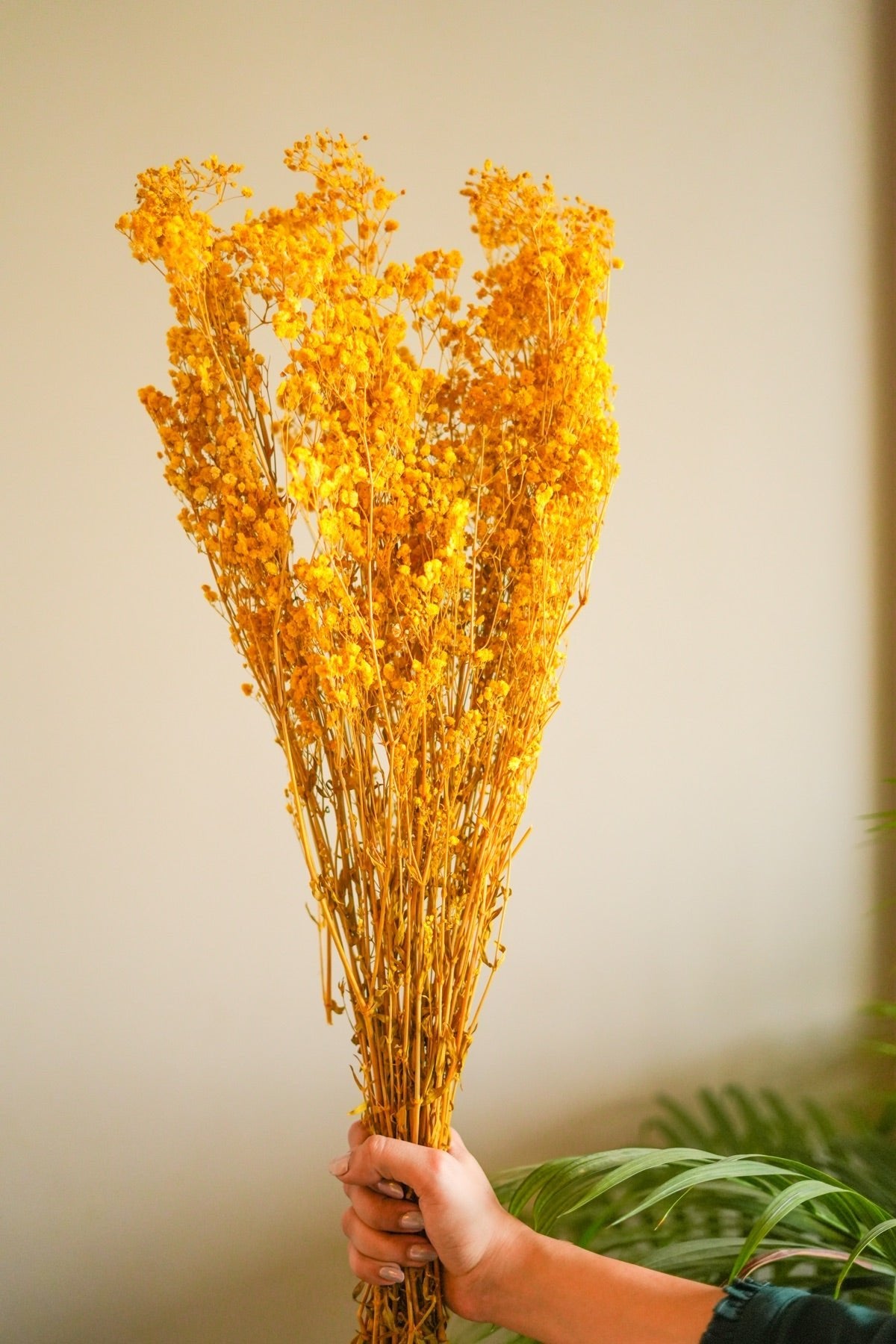 Dried Baby Breaths - Yellow – Decor & Artefacts on Brown Living™. SKU: 308. Img 2.