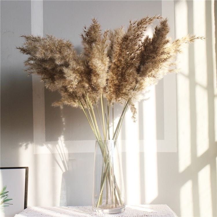 Dried Pampas XL - Brown – Decor & Artefacts on Brown Living™. SKU: 246. Img 2.
