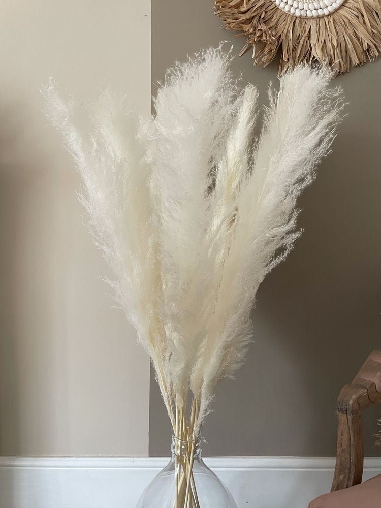 Dried Pampas XL - White – Decor & Artefacts on Brown Living™. SKU: 244. Img 4.