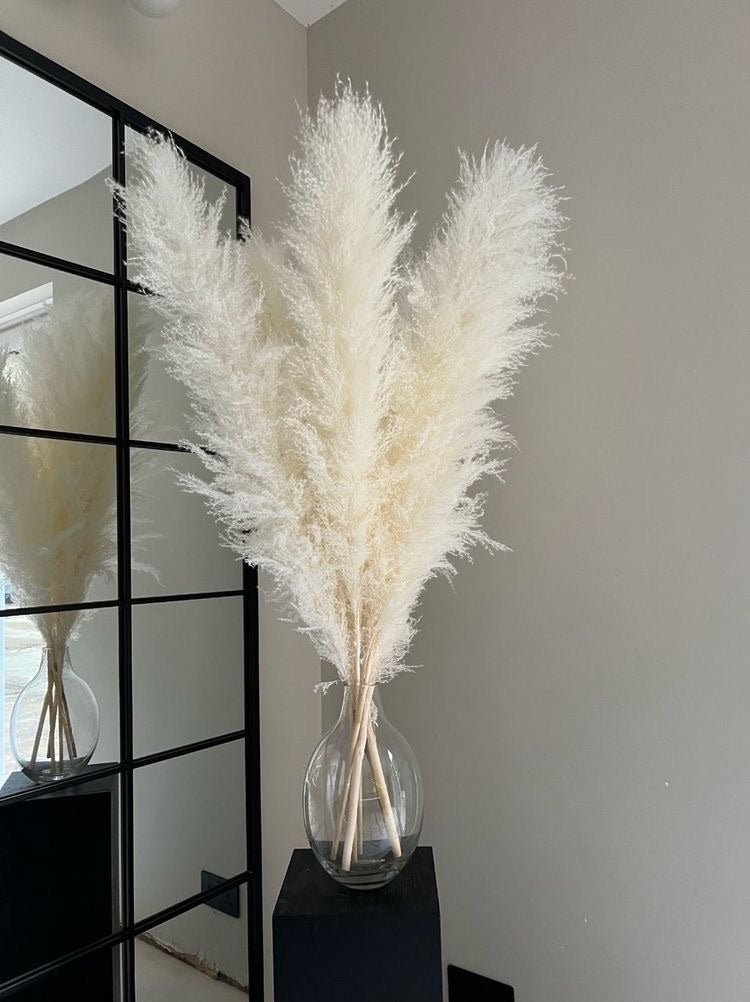 Dried Pampas XL - White – Decor & Artefacts on Brown Living™. SKU: 244. Img 1.