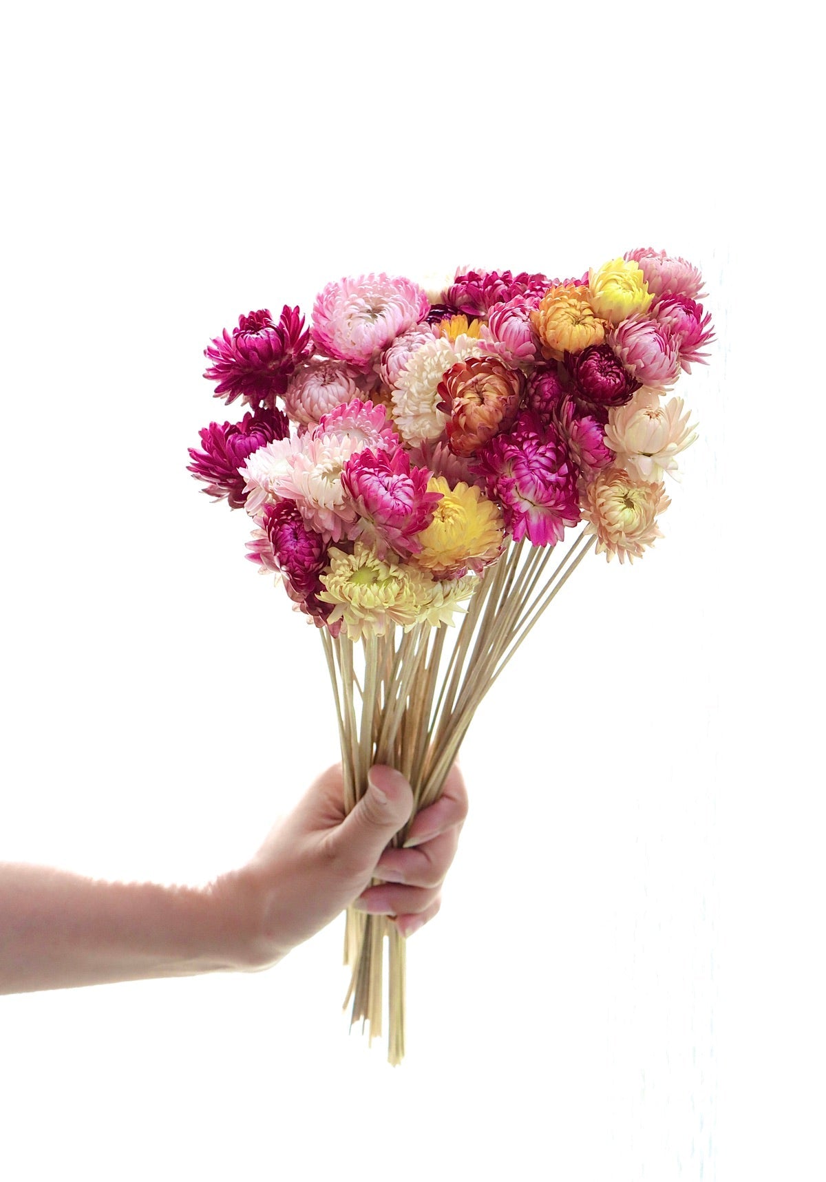 Dried Straw Flower – Decor & Artefacts on Brown Living™. SKU: 224. Img 2.