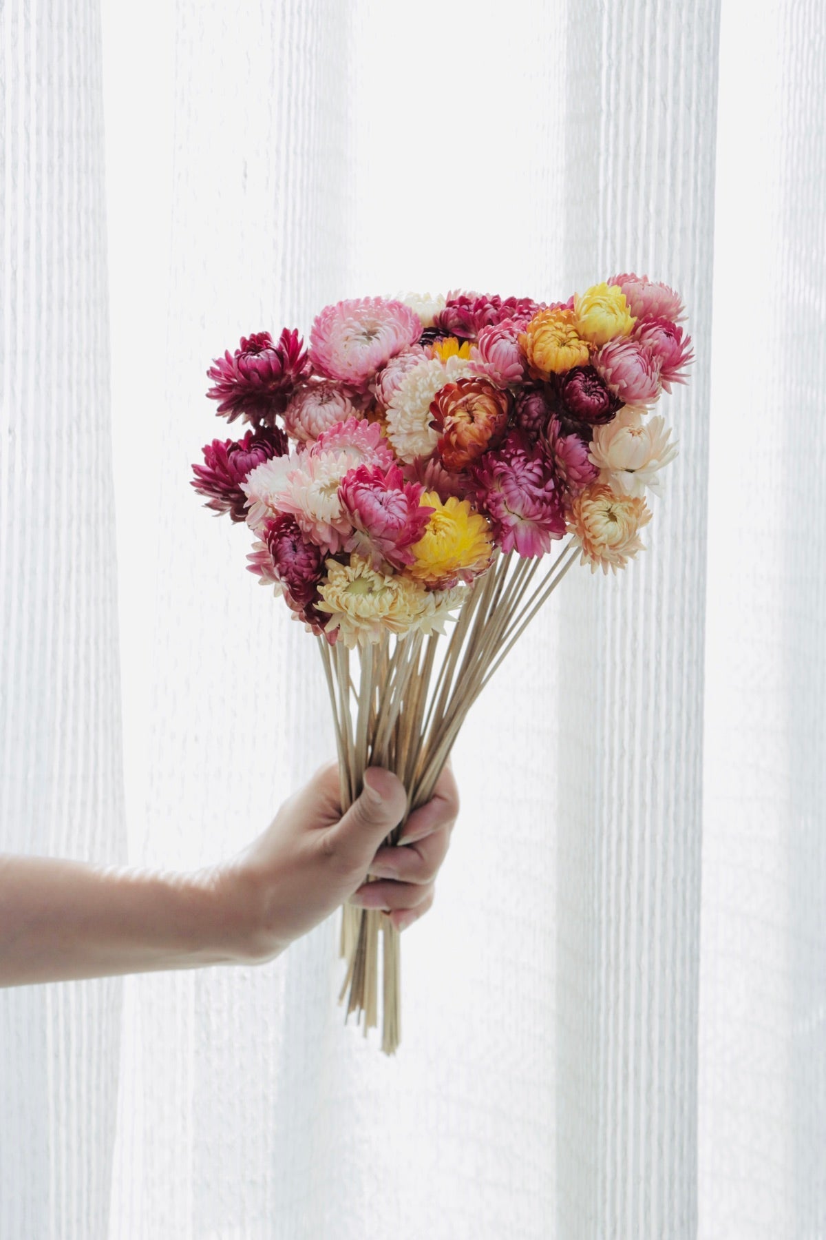 Dried Straw Flower – Decor & Artefacts on Brown Living™. SKU: 224. Img 1.