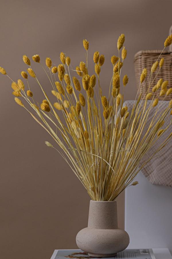 Phalaris Yellow - Dried Flowers Bunch Decor