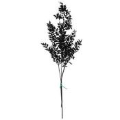 Ruscus Black - Unique Dried Floral Decor