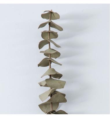 Dried Light Green Eucalyptus Parvifolia Bunch