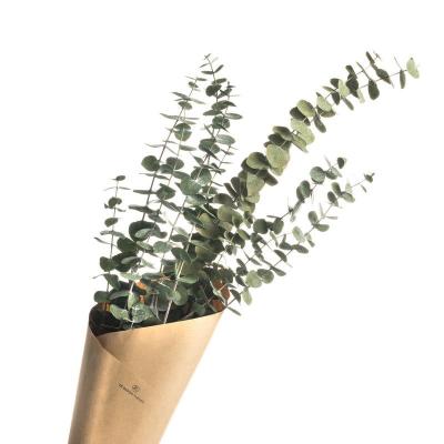 Dried Light Green Eucalyptus Parvifolia Bunch