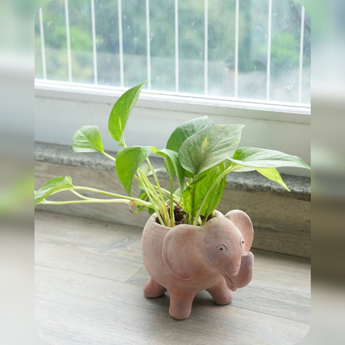 Jumbo Tusk Earthen Planter – Pots & Planters by Swadeh available on Brown Living™. . SKU: A0_plt_0047. Img 1.
