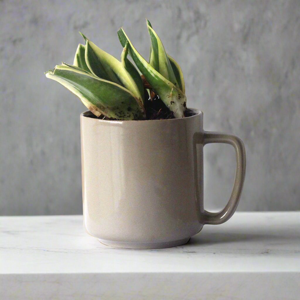 Mehendi Recycled Ceramic Desk Planter with holder – Pots & Planters on Brown Living™. SKU: ET - CT - DP - MD. Img 1.