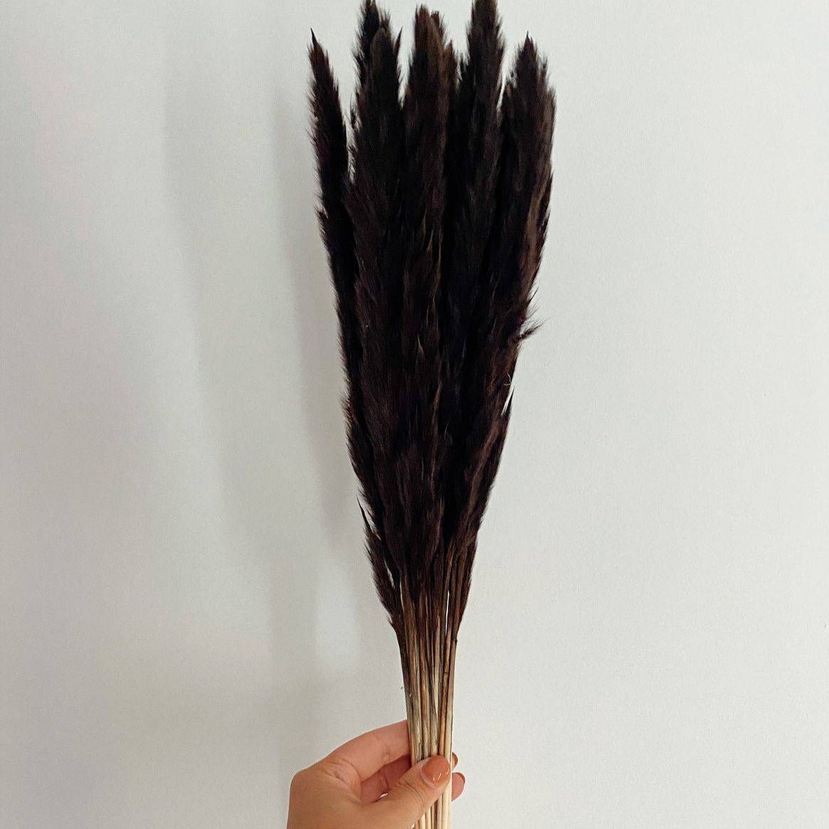 Mini Black Pampas- Set of 10 Sticks – Decor & Artefacts on Brown Living™. SKU: 415. Img 1.