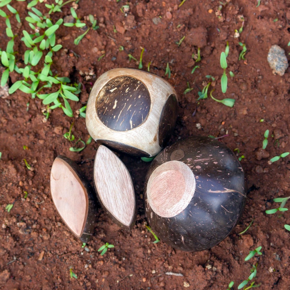 Mini Coconut Shakers Combo of 3 - Round, Square, Eye | Verified Sustainable by Brown Living™