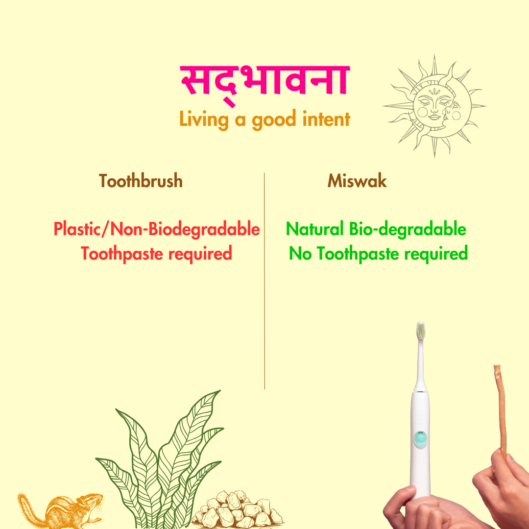 Natural Miswak Stick | Organic Datun | Pack of 10 – Oral Care on Brown Living™. SKU: B0FZC3Y95M. Img 6.