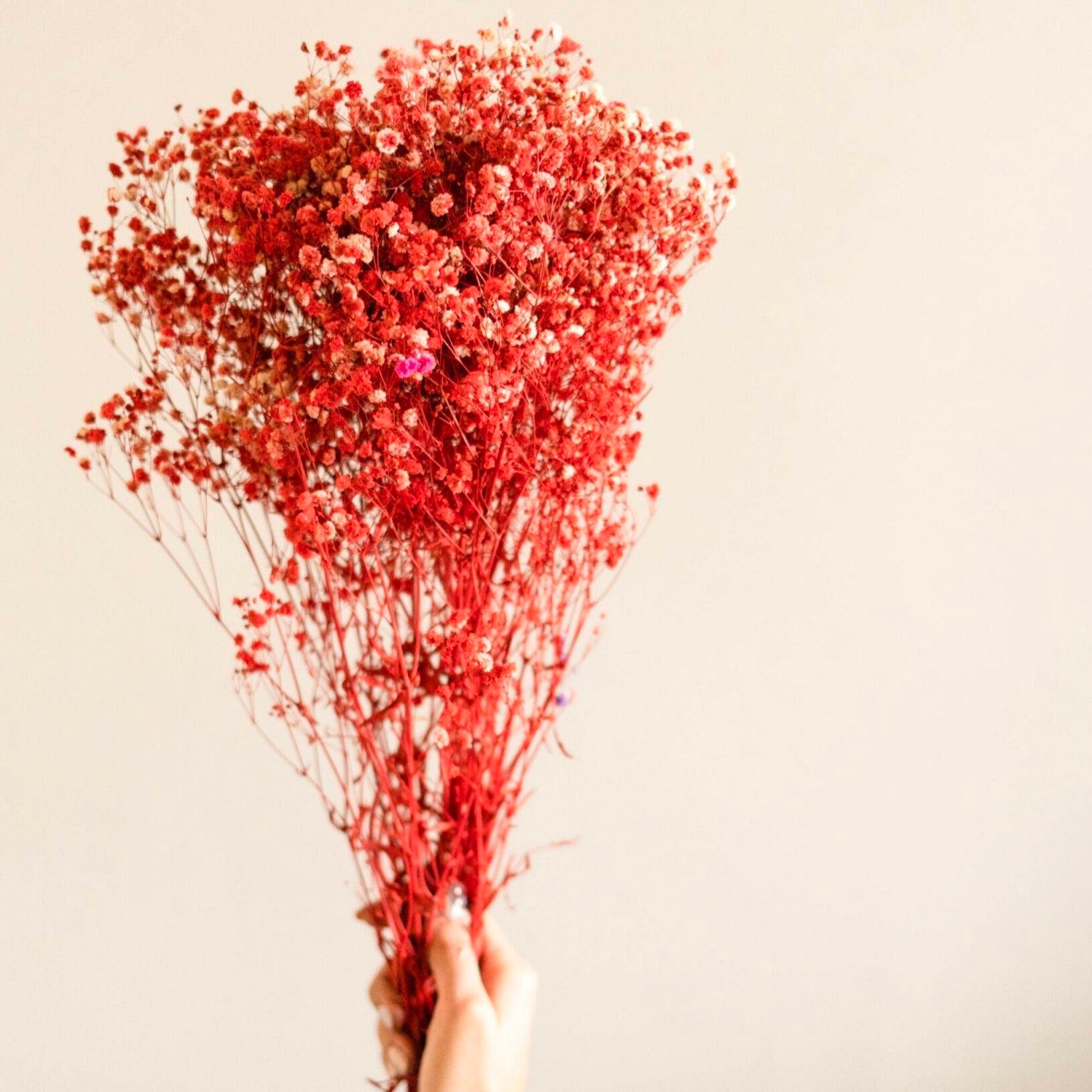 Naturally Dried Red Baby Breaths – Decor & Artefacts on Brown Living™. SKU: 3075259. Img 1.
