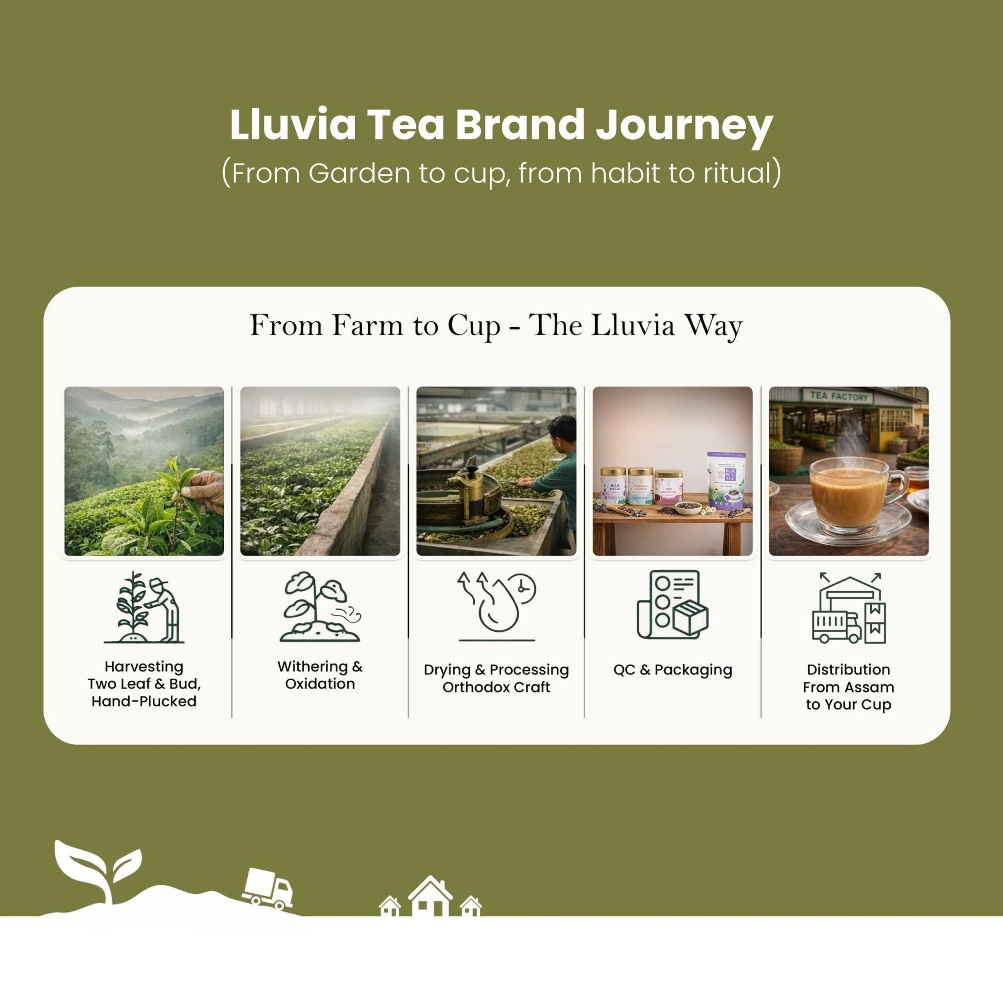 Oolong Tea – Boosts Energy, Weight Loss & Skin Health – 50g – Tea on Brown Living™. SKU: ROTTin50New. Img 7.