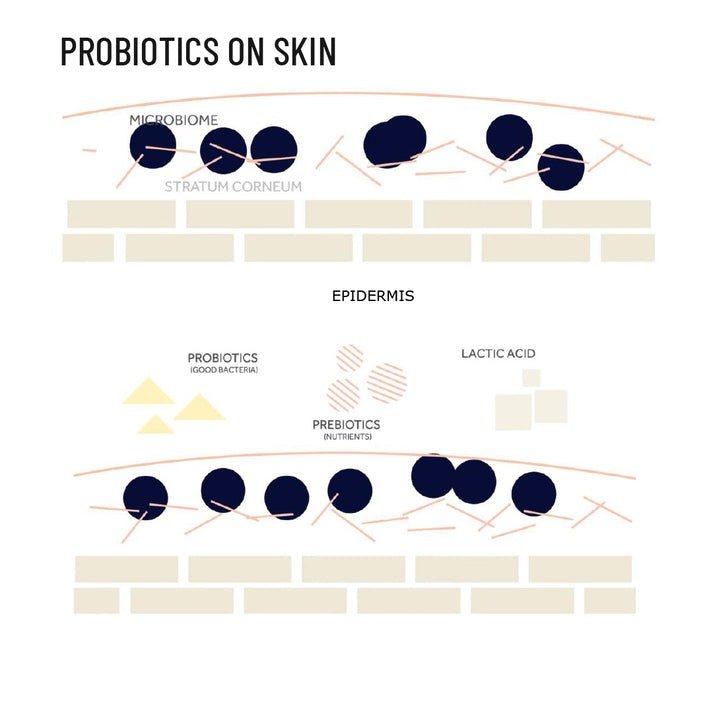 Probiotic Active Body Lotion – Body Lotion on Brown Living™. SKU: PRBLPR250L. Img 4.