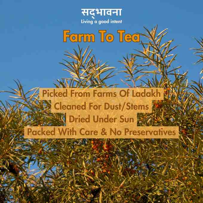 Sea Buckthorn Tea Leaves (40g) – Tea on Brown Living™. SKU: seabuckthorn1. Img 5.