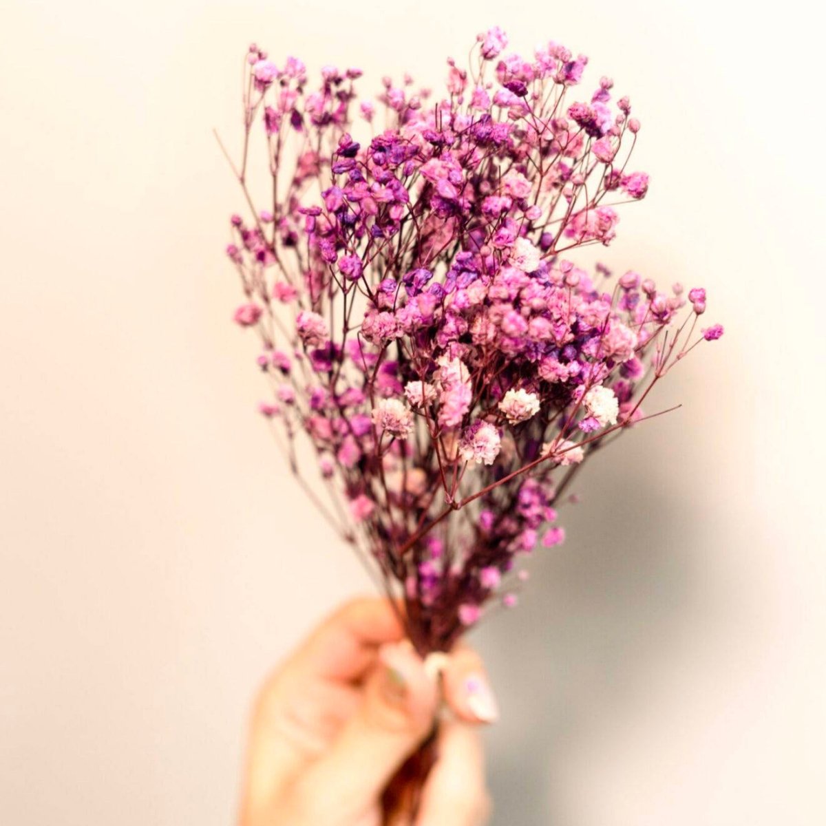 Dried Baby Breaths - Purple – Decor & Artefacts on Brown Living™. SKU: 3105256. Img 3.