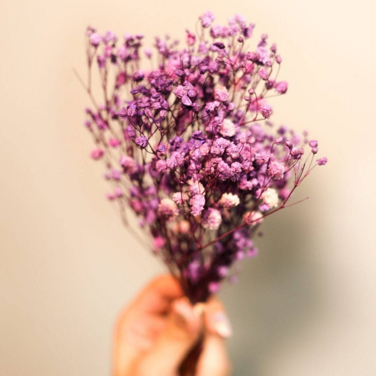 Dried Baby Breaths - Purple – Decor & Artefacts on Brown Living™. SKU: 3105256. Img 4.