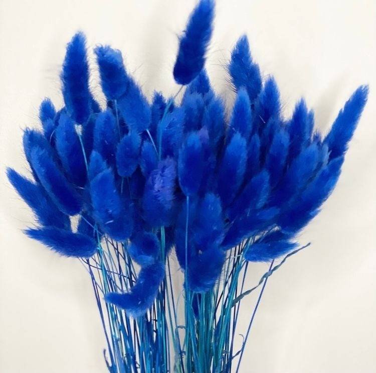 Dried Blue Bunny Tails – Decor & Artefacts on Brown Living™. SKU: 323. Img 3.
