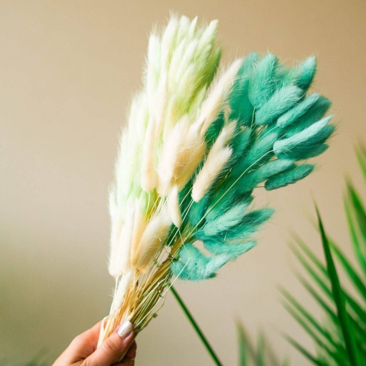 Dried Dark Mint Green Bunny Tails – Decor & Artefacts on Brown Living™. SKU: 326. Img 1.