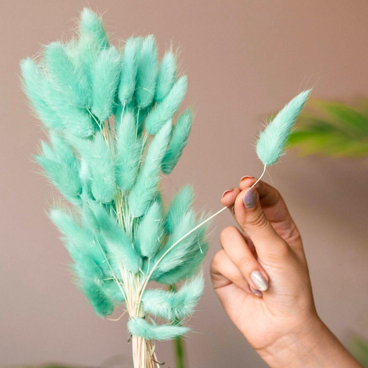 Dried Dark Mint Green Bunny Tails – Decor & Artefacts on Brown Living™. SKU: 326. Img 2.