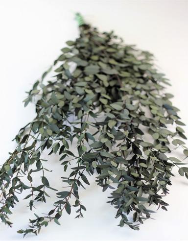 Dried Light Green Eucalyptus Parvifolia Bunch | Verified Sustainable by Brown Living™
