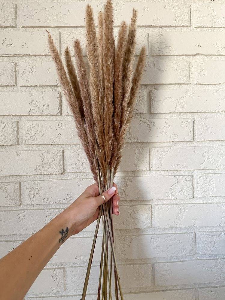 Dried Mini Brown Pampas – Decor & Artefacts on Brown Living™. SKU: 285. Img 1.