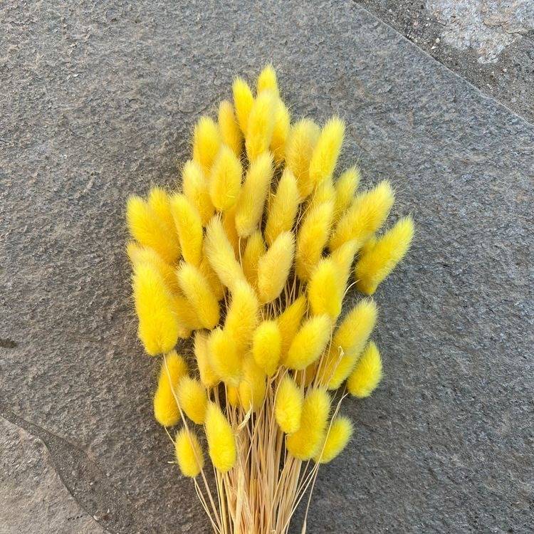 Dried Yellow Bunny Tails – Decor & Artefacts on Brown Living™. SKU: 3245254. Img 2.