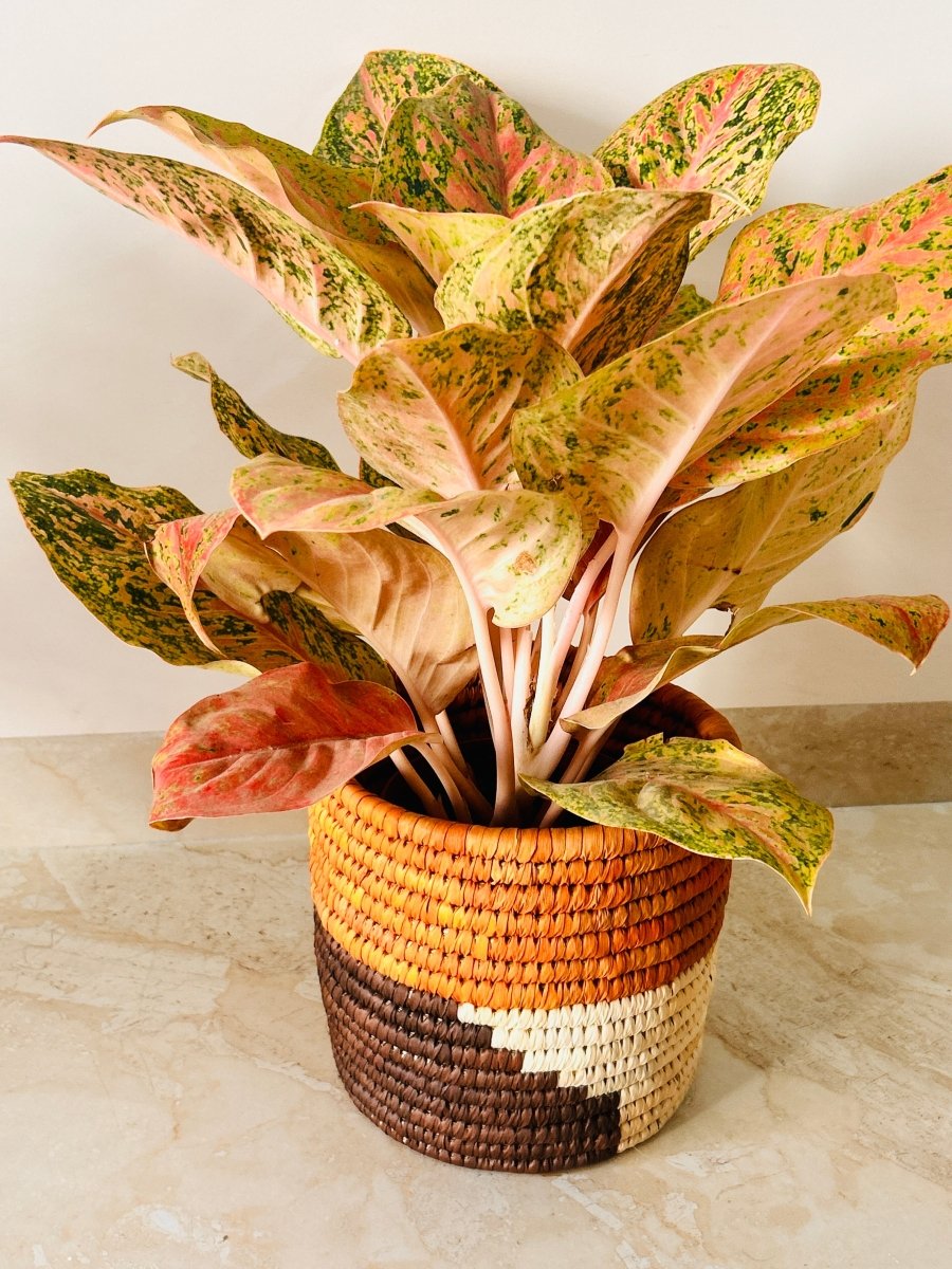 Husk Harmony Plant Holder– Set of 2 – Pots & Planters by Swadeh available on Brown Living™. . SKU: 1000000296. Img 4.
