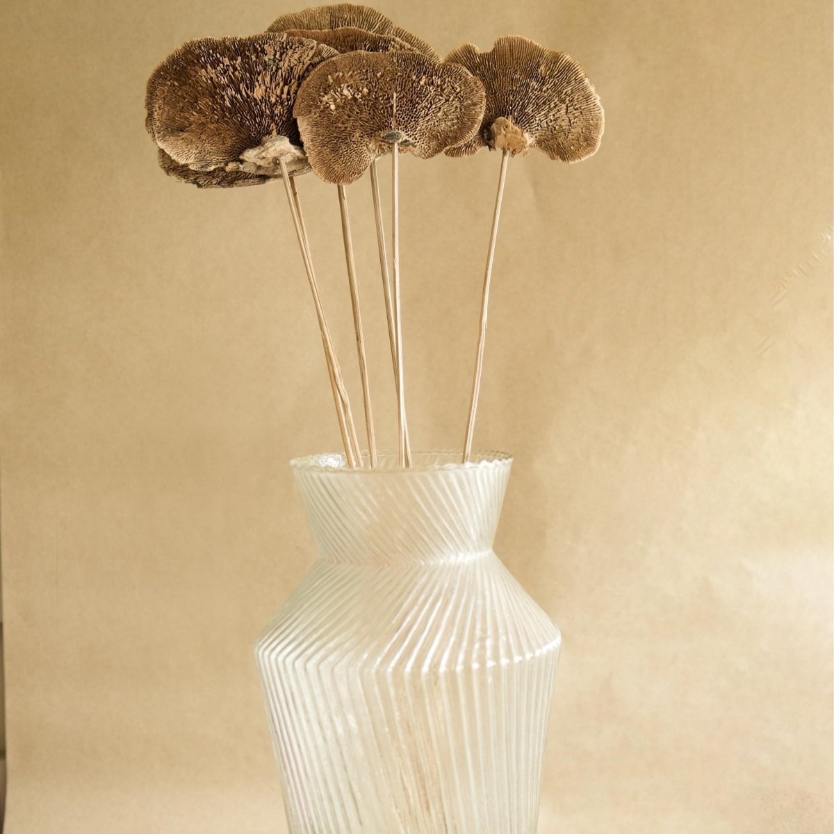 Natural Dried Sponge Mushroom - Set Of 4 – Decor & Artefacts on Brown Living™. SKU: DF - 87. Img 2.
