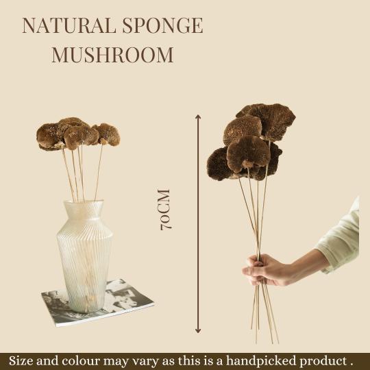 Natural Dried Sponge Mushroom - Set Of 4 – Decor & Artefacts on Brown Living™. SKU: DF - 87. Img 5.