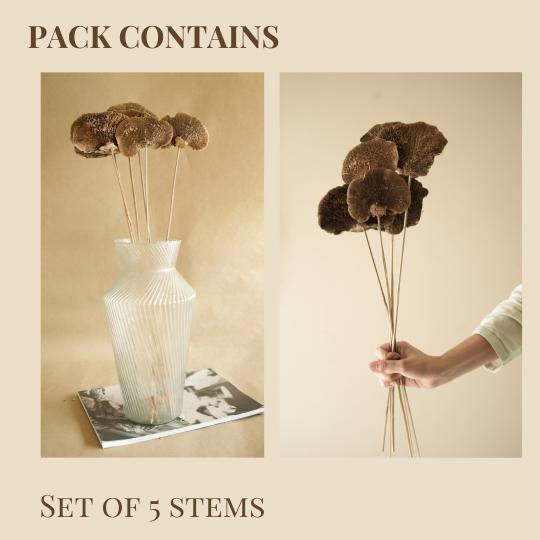 Natural Dried Sponge Mushroom - Set Of 4 – Decor & Artefacts on Brown Living™. SKU: DF - 87. Img 4.