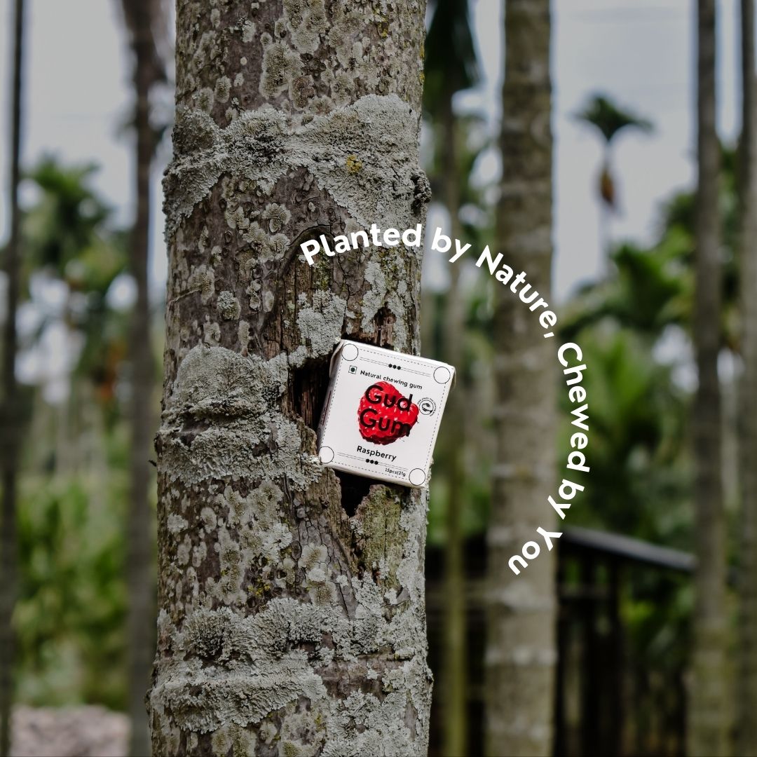 Natural Plastic Free Chewing Gum - Raspberry | 21g x 3 | Pack of 3 (Each pack contains 15 gums) | Verified Sustainable by Brown Living™