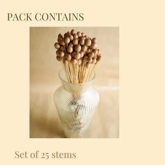 Naturally Dried Oak Tree Seeds – Decor & Artefacts on Brown Living™. SKU: DF - 103. Img 3.