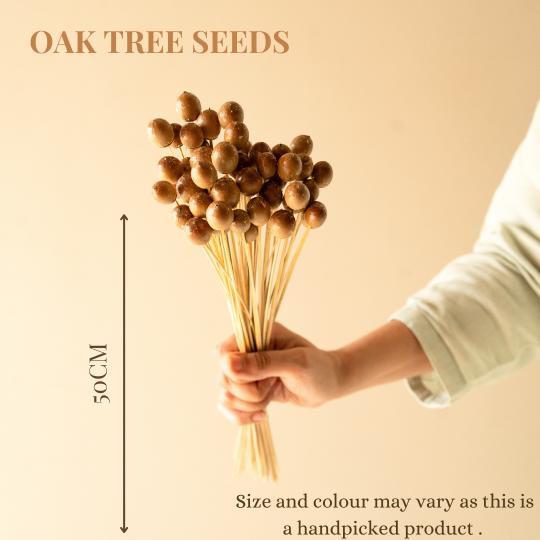 Naturally Dried Oak Tree Seeds – Decor & Artefacts on Brown Living™. SKU: DF - 103. Img 2.