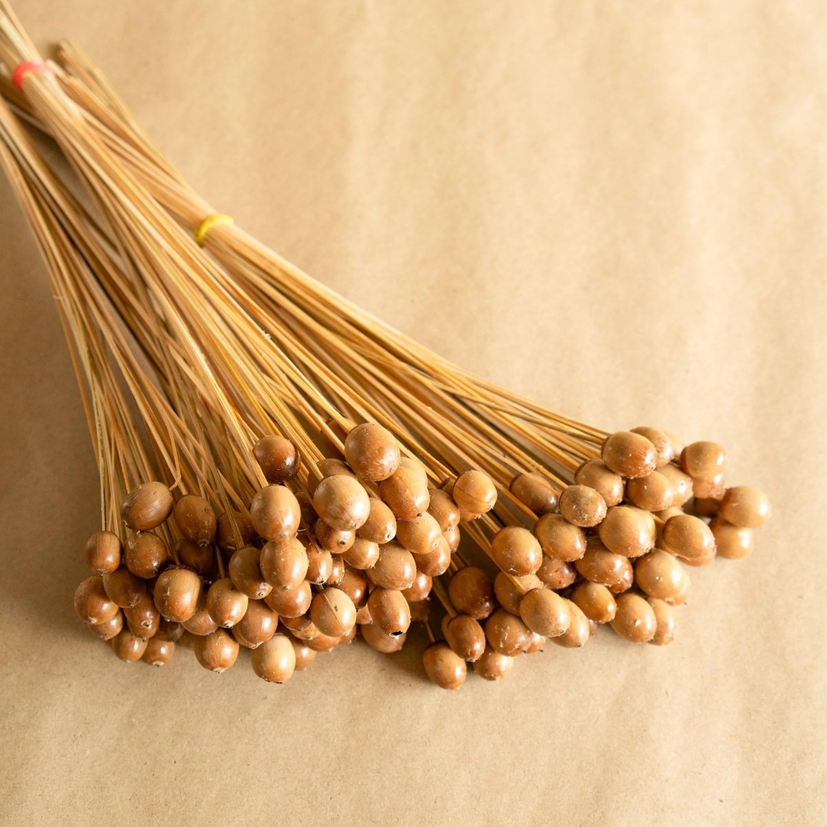 Naturally Dried Oak Tree Seeds – Decor & Artefacts on Brown Living™. SKU: DF - 103. Img 1.