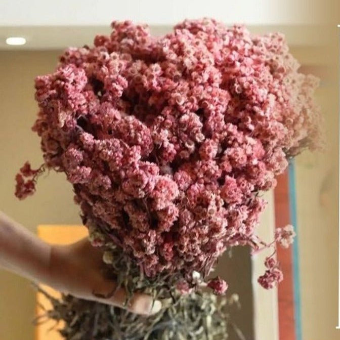Naturally Dried Pastel Pink Daisies Bunch – Decor & Artefacts on Brown Living™. SKU: 428. Img 1.