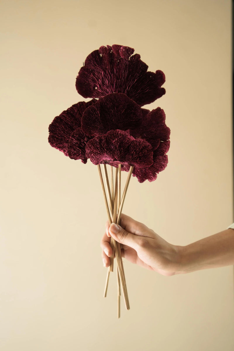 Naturally Dried Red Sponge Mushroom - Set Of 5 – Decor & Artefacts on Brown Living™. SKU: DF - 86. Img 2.