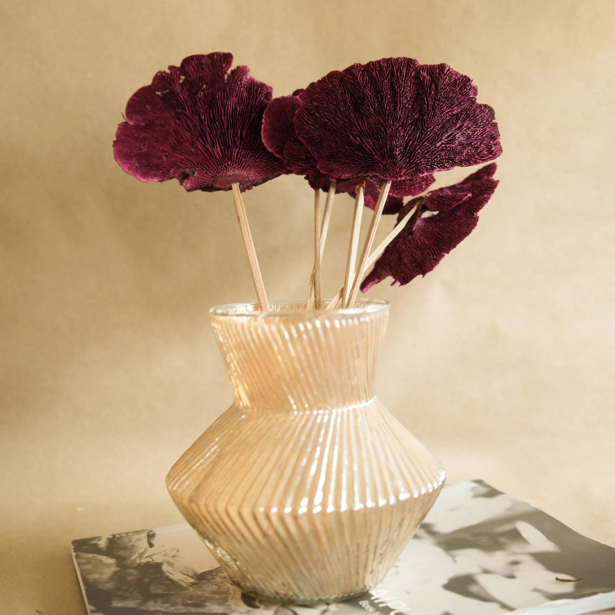 Naturally Dried Red Sponge Mushroom - Set Of 5 – Decor & Artefacts on Brown Living™. SKU: DF - 86. Img 1.