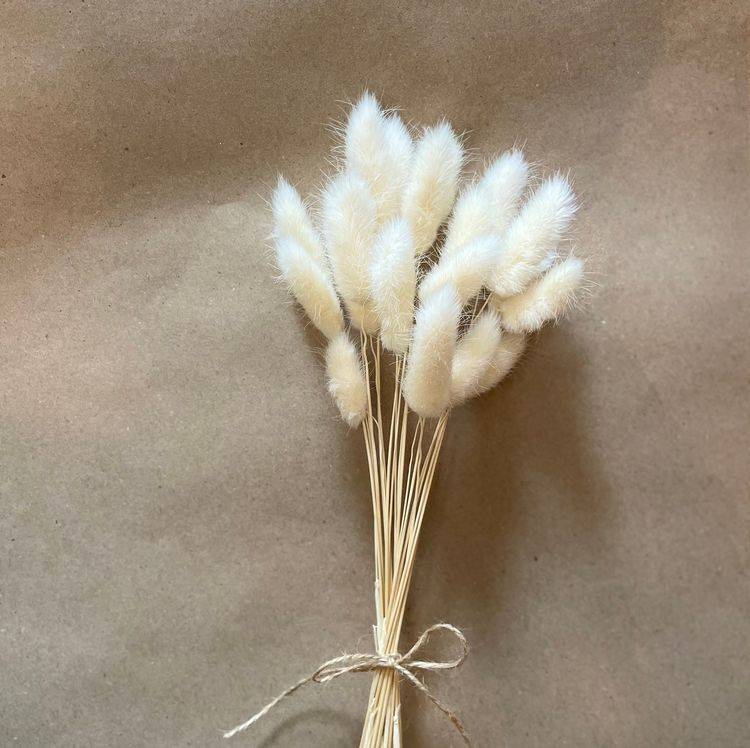 Naturally Dried White Bunny Tails - Set of 40 Stems – Decor & Artefacts on Brown Living™. SKU: 166. Img 1.