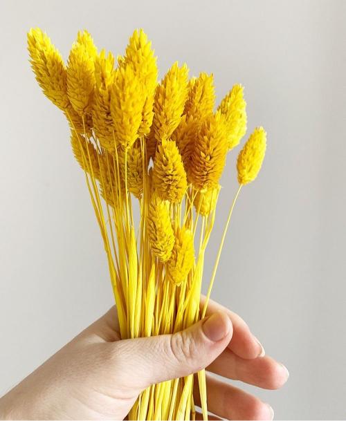 Phalaris Yellow - Dried Flowers Bunch Decor – Home Decor on Brown Living™. SKU: DF - 273. Img 1.