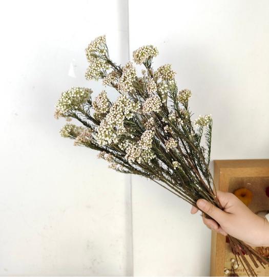 Rice Flower White - Elegant Dried Flower Bunch – Home Decor on Brown Living™. SKU: DF - 280. Img 4.