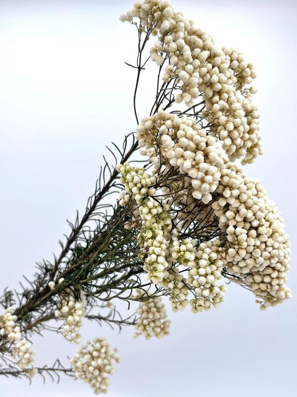 Rice Flower White - Elegant Dried Flower Bunch – Home Decor on Brown Living™. SKU: DF - 280. Img 1.